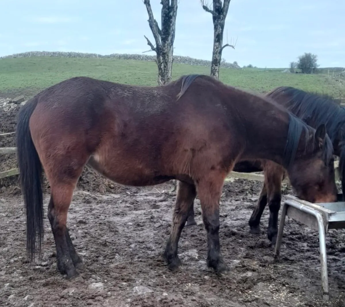 Nice 4yo Well-Bred Filly – Ready for Breaking - Image 3