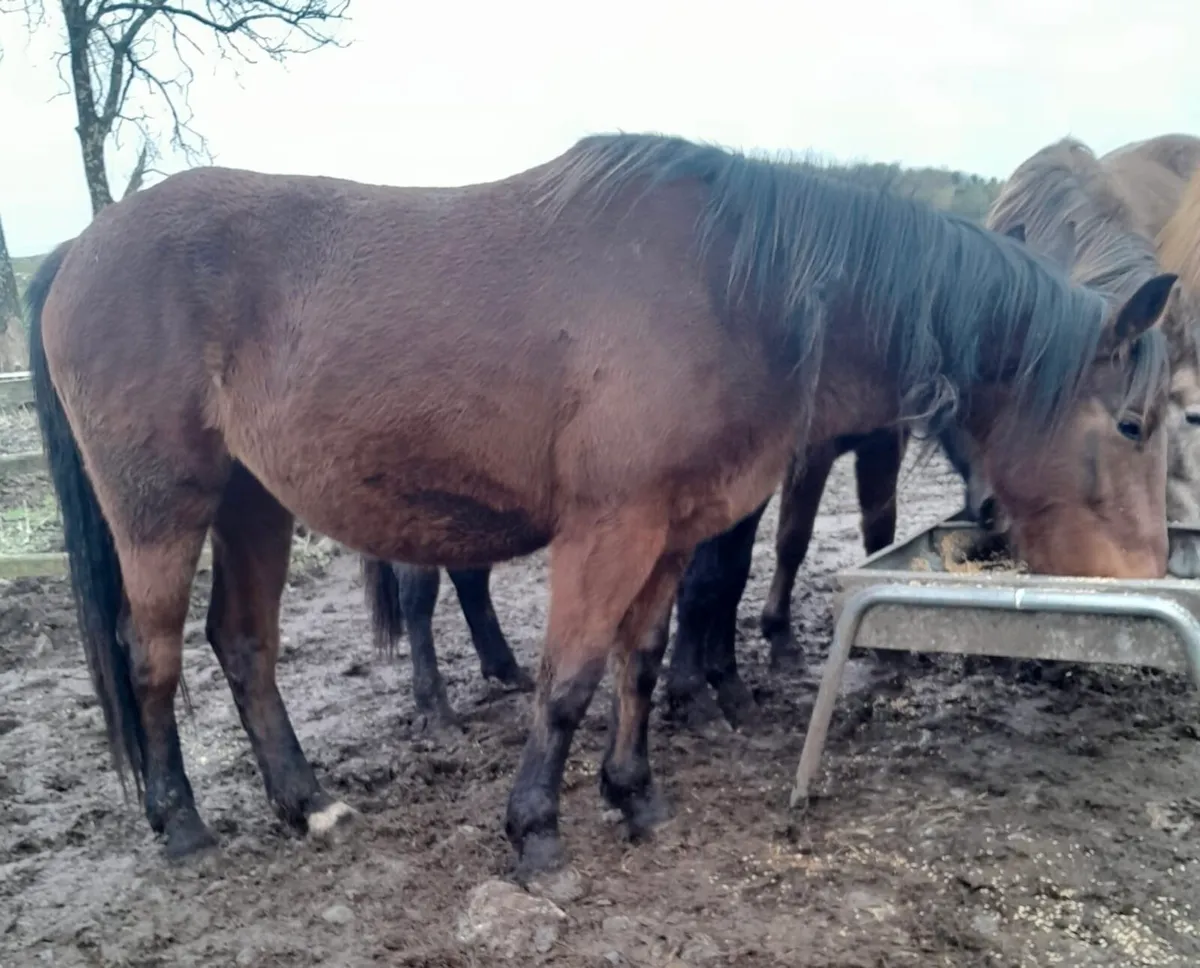 Nice 4yo Well-Bred Filly – Ready for Breaking - Image 4