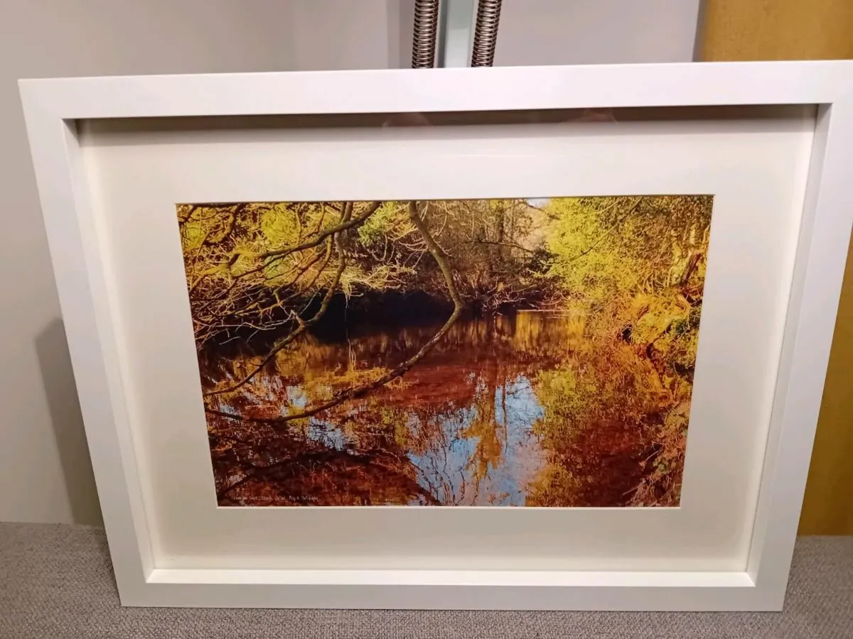 Glenbower Woods, Killeagh - Image 2