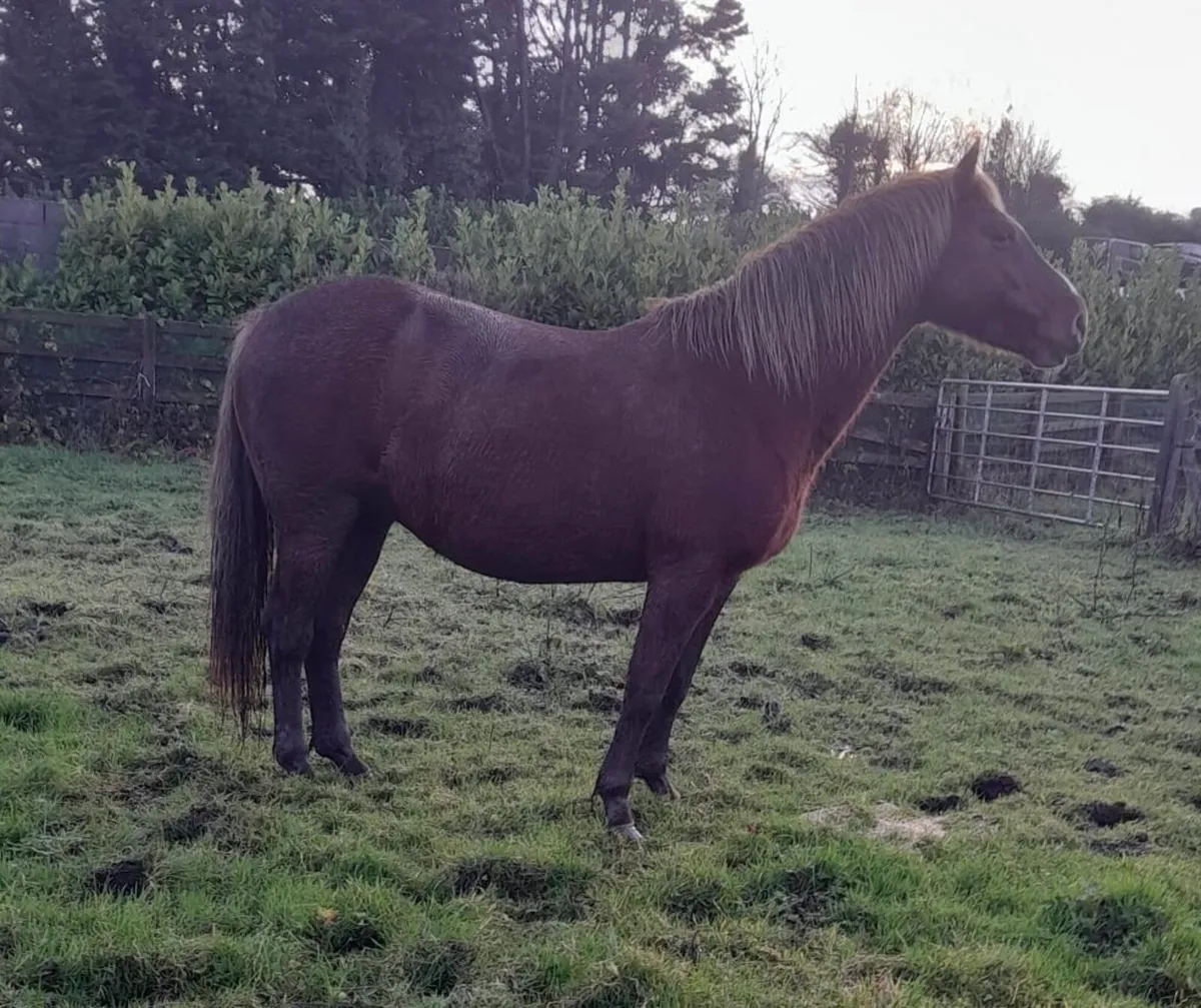 Candy Boy Mare in Foal to Lancedor LS - Image 1