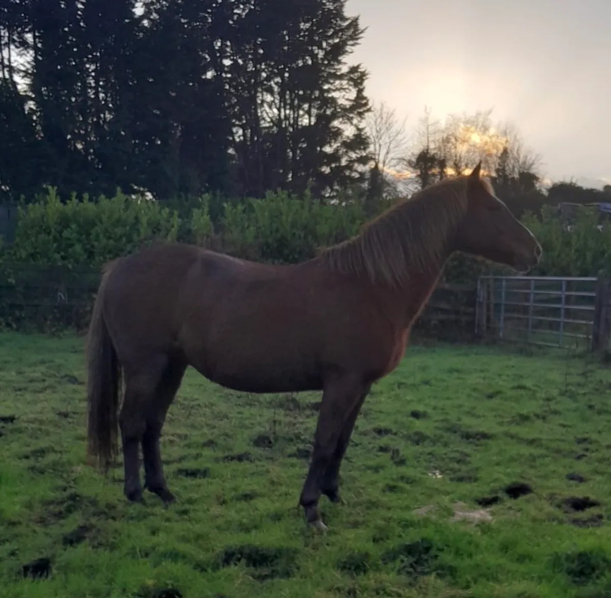 Candy Boy Mare in Foal to Lancedor LS - Image 2