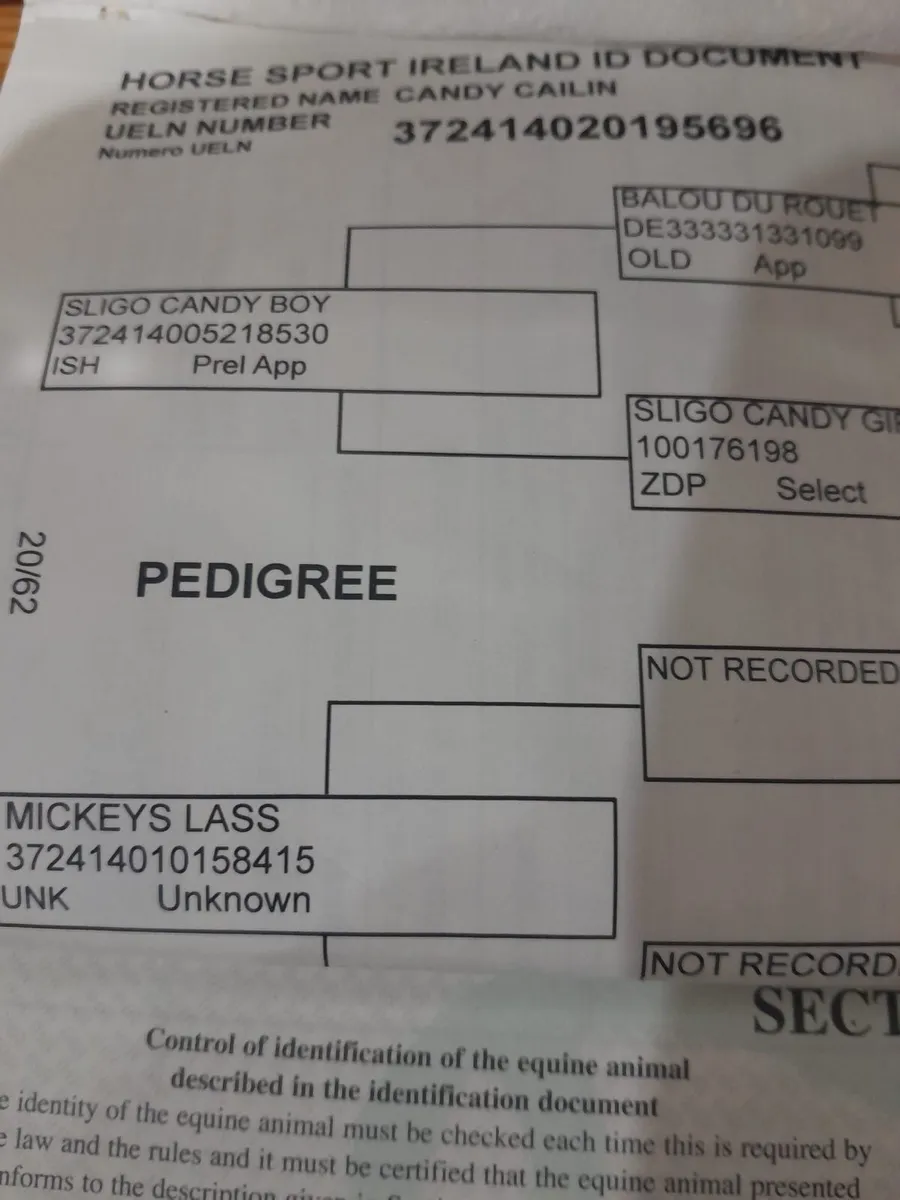 Candy Boy Mare in Foal to Lancedor LS - Image 4