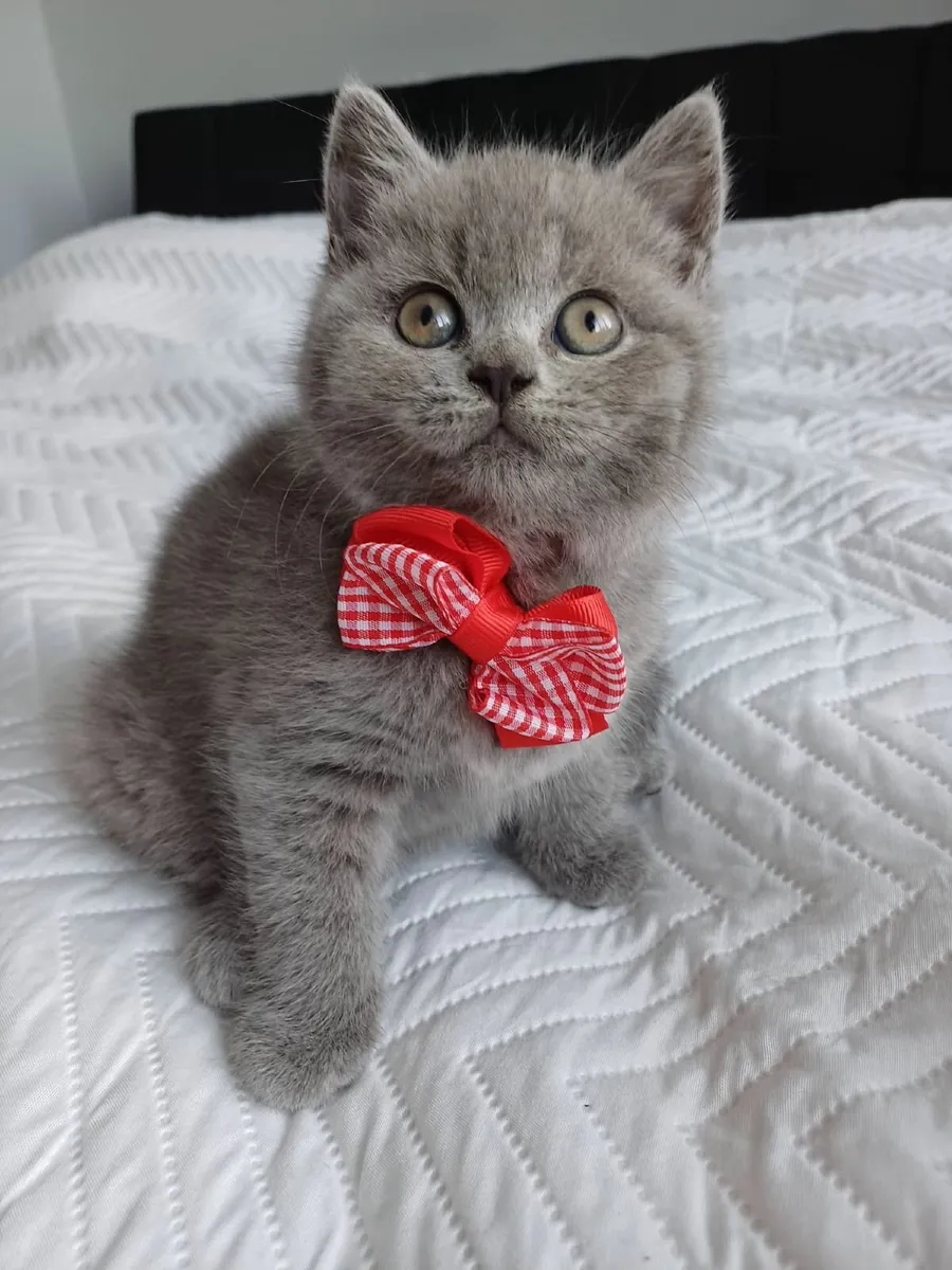 Amazing Purebred British Shorthair kittens - Image 2