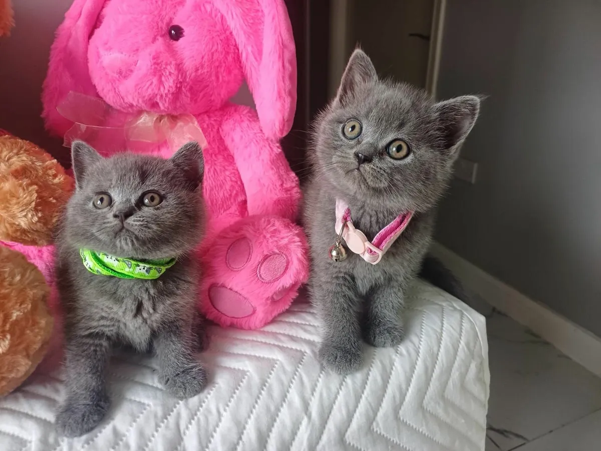 Amazing Purebred British Shorthair kittens - Image 4