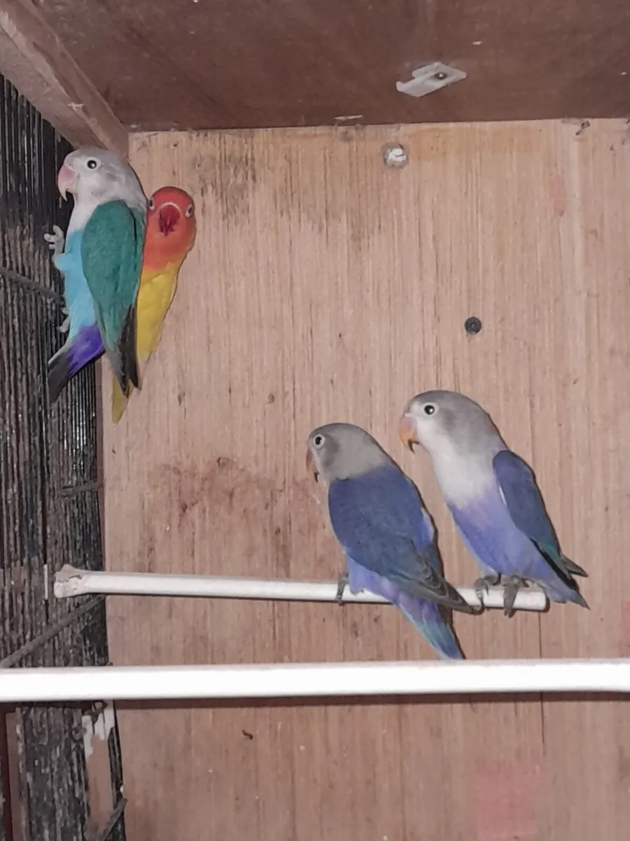 Lovebirds - Image 1