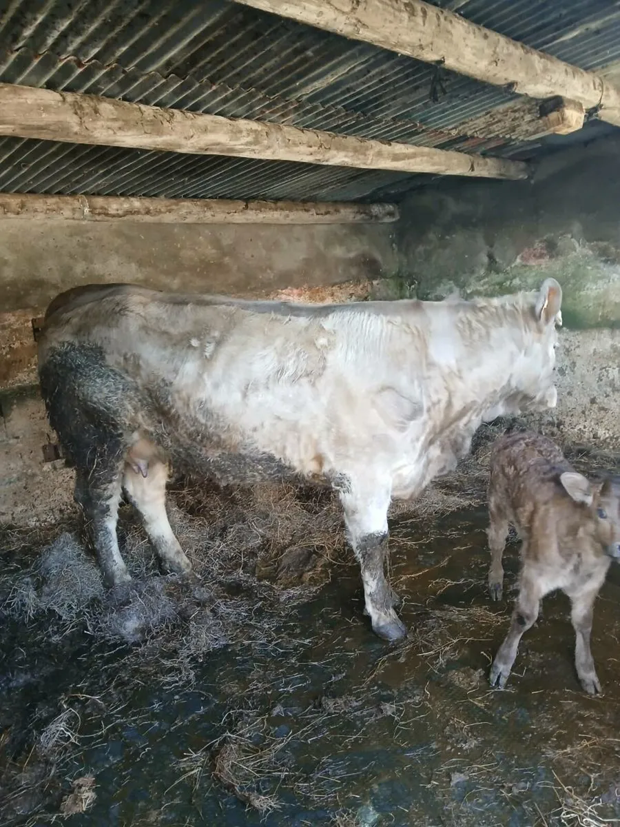 Charolais springer - Image 1
