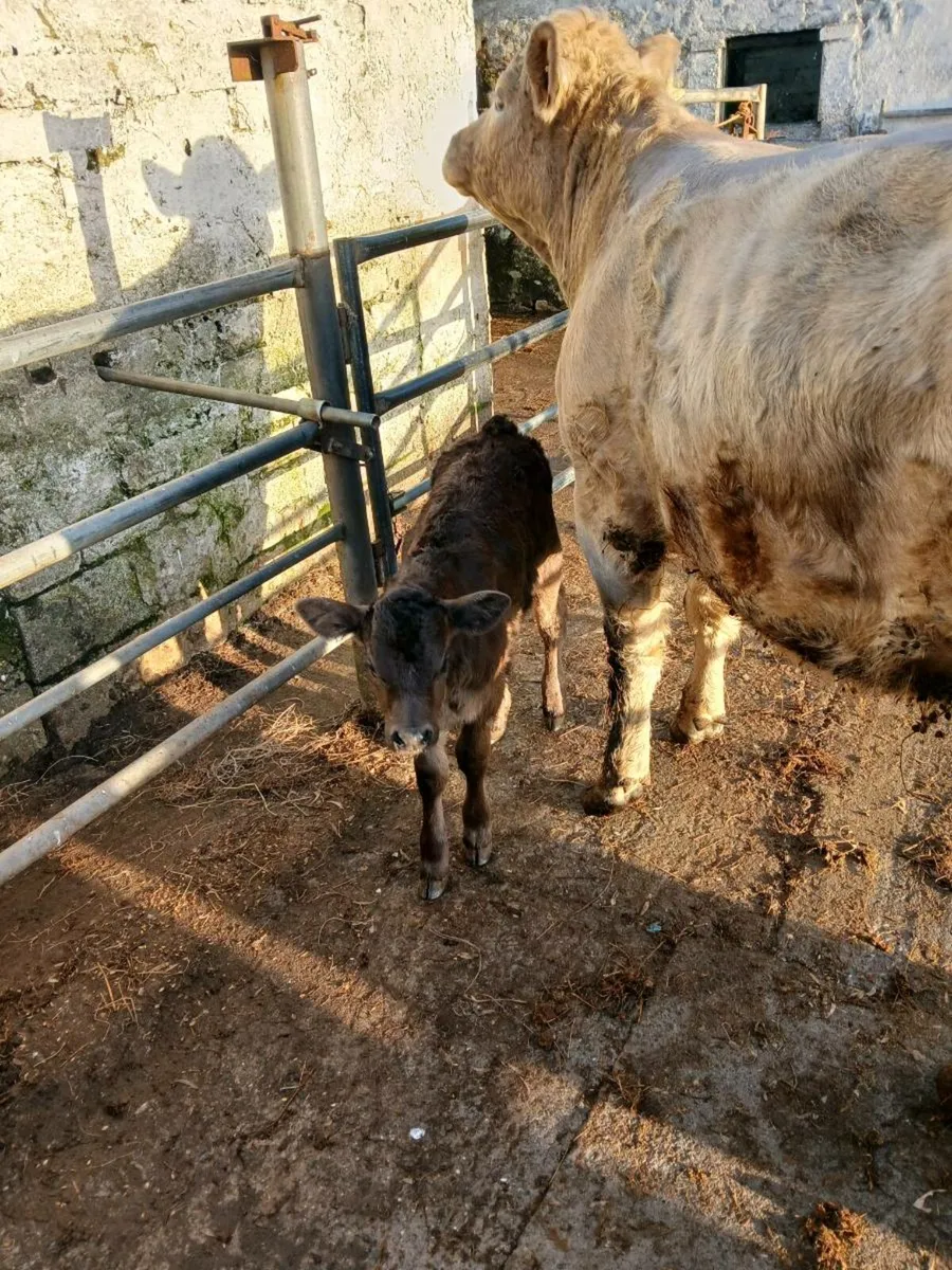 Charolais springer - Image 2