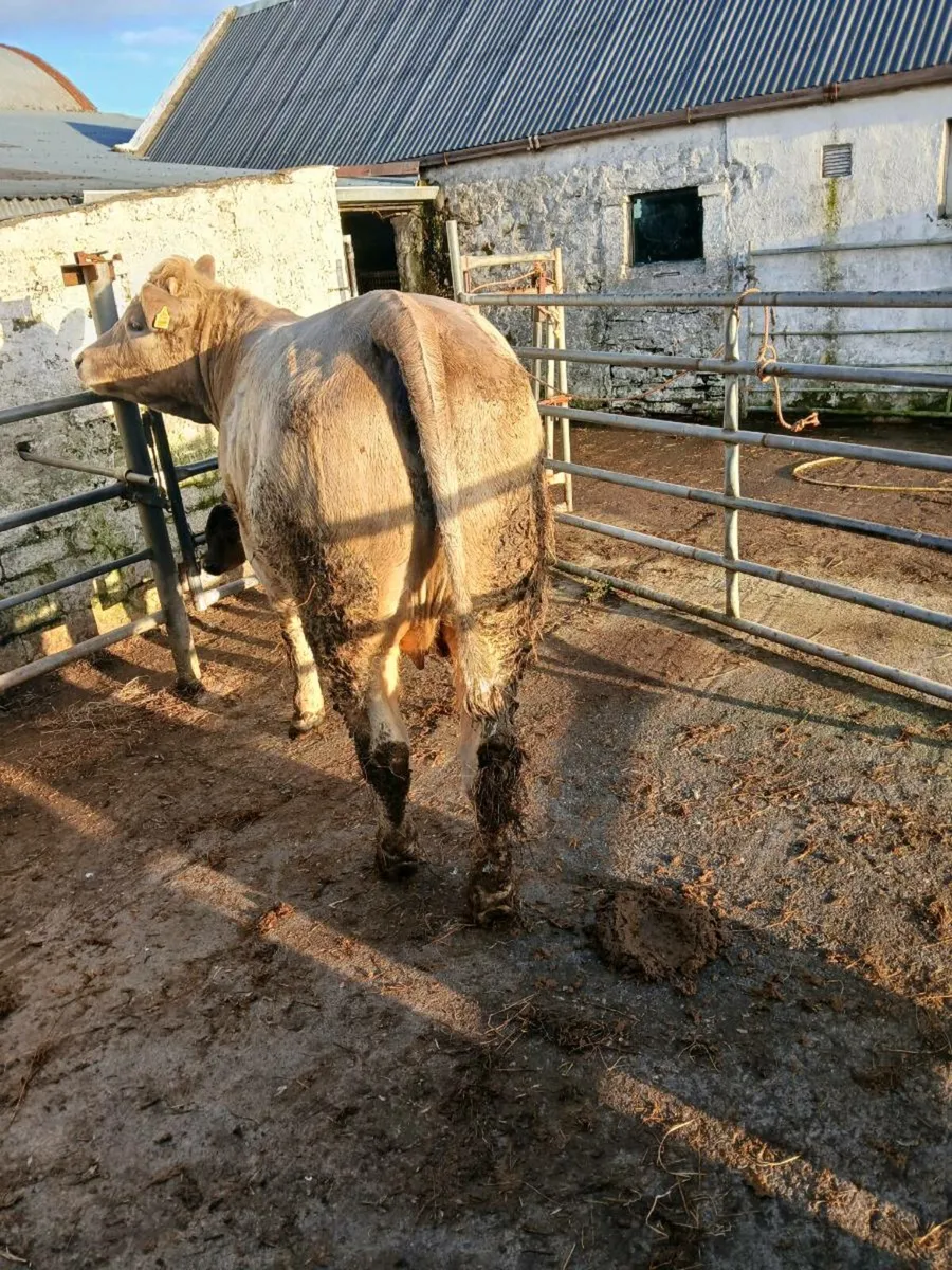 Charolais springer - Image 3