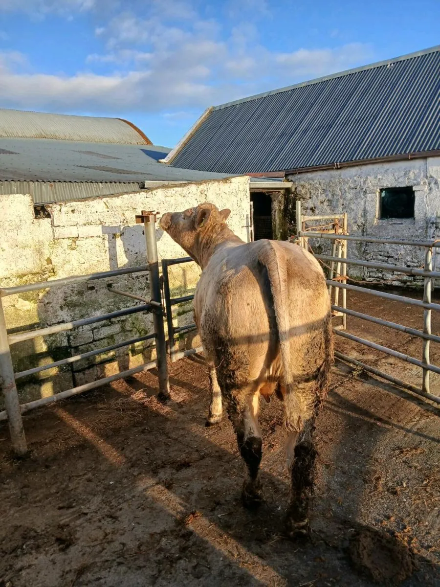 Charolais springer - Image 4