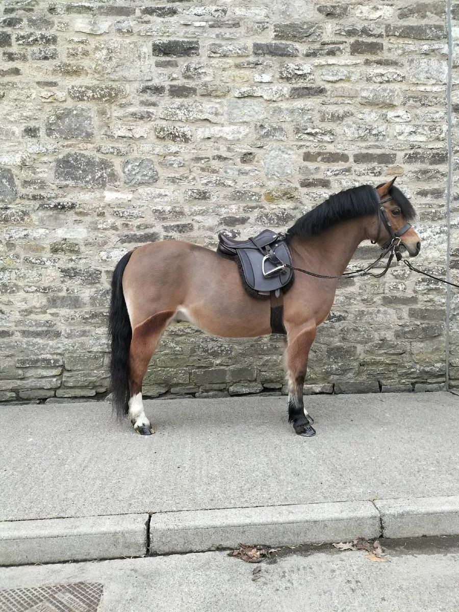 Welsh Sec A - Image 2