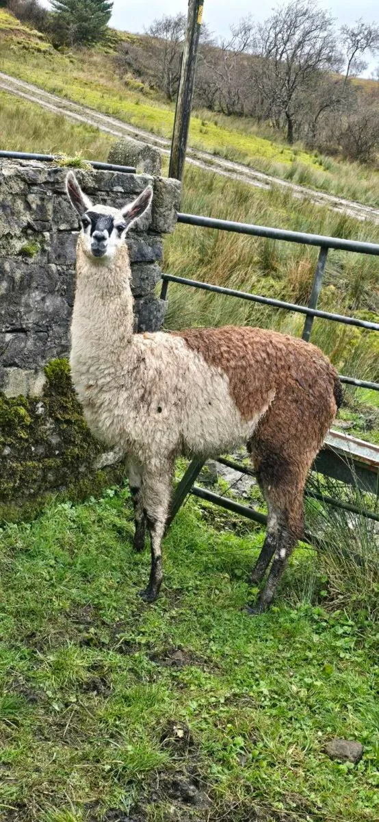 Llama - Image 1