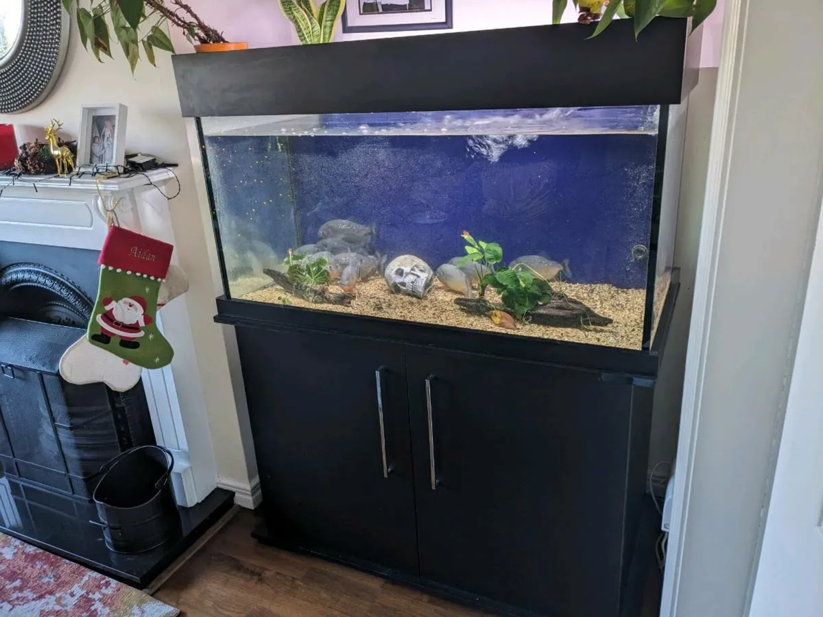 Custom 450 Liter Aquarium - Image 2