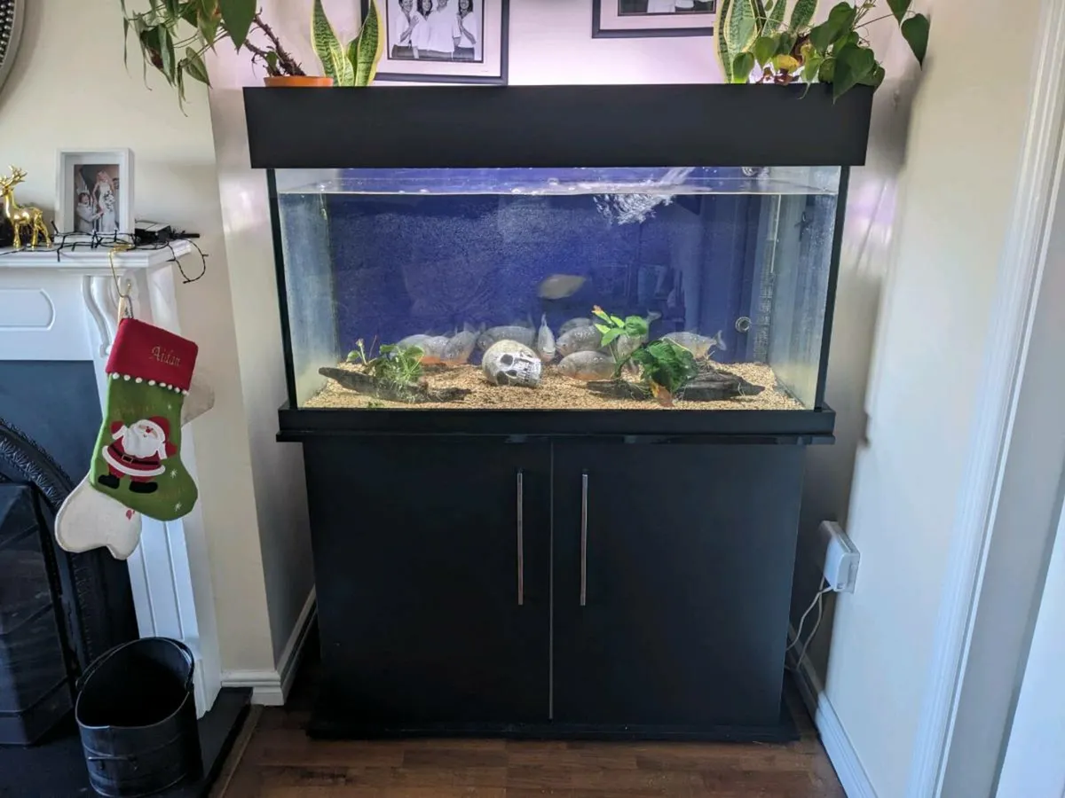 Custom 450 Liter Aquarium - Image 3