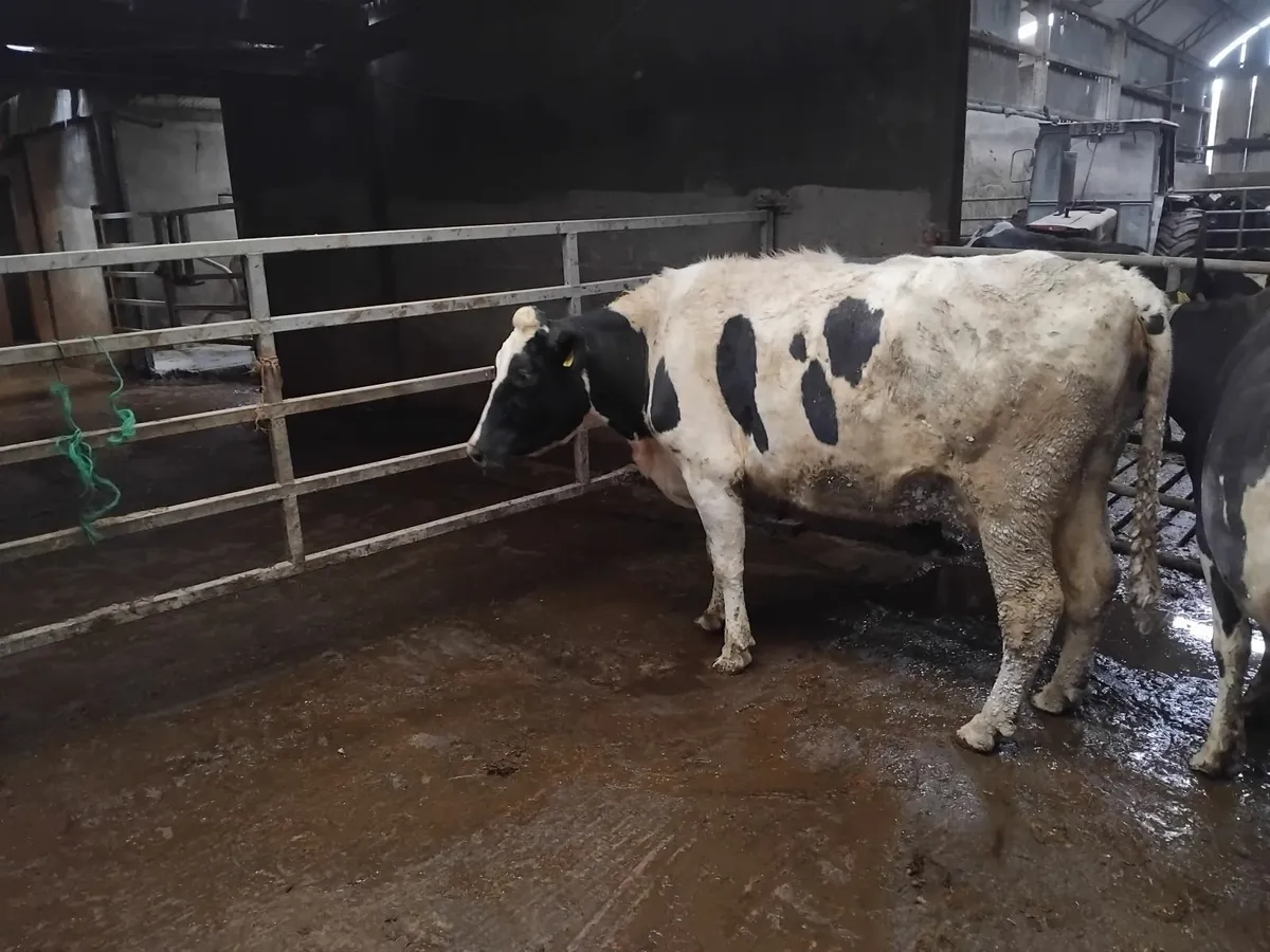 Four genuine in calf Friesian cows - Image 2