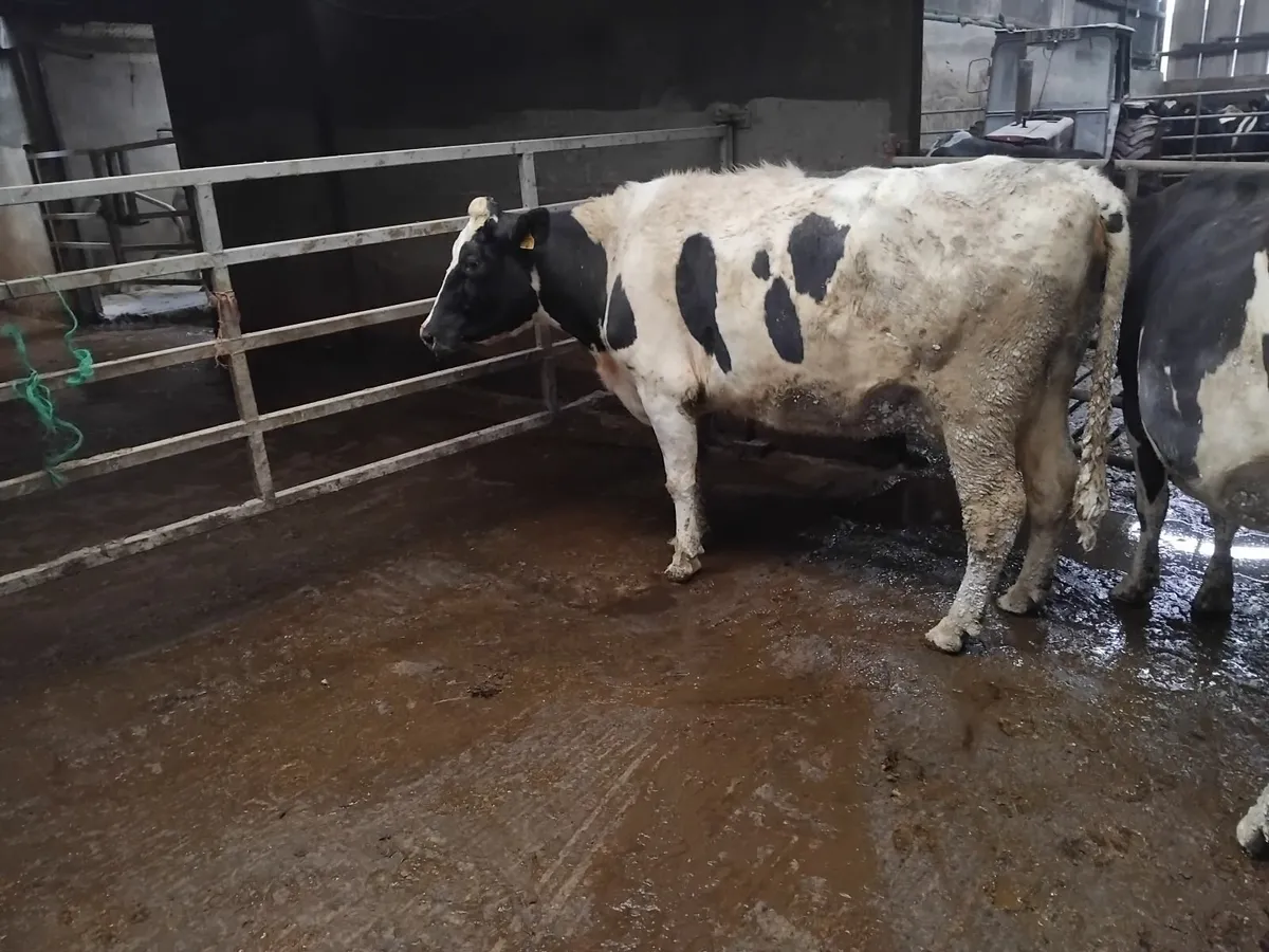 Four genuine in calf Friesian cows - Image 3