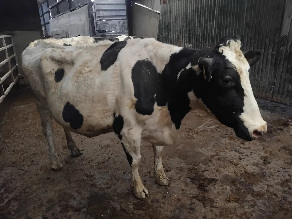 Four genuine in calf Friesian cows - Image 4