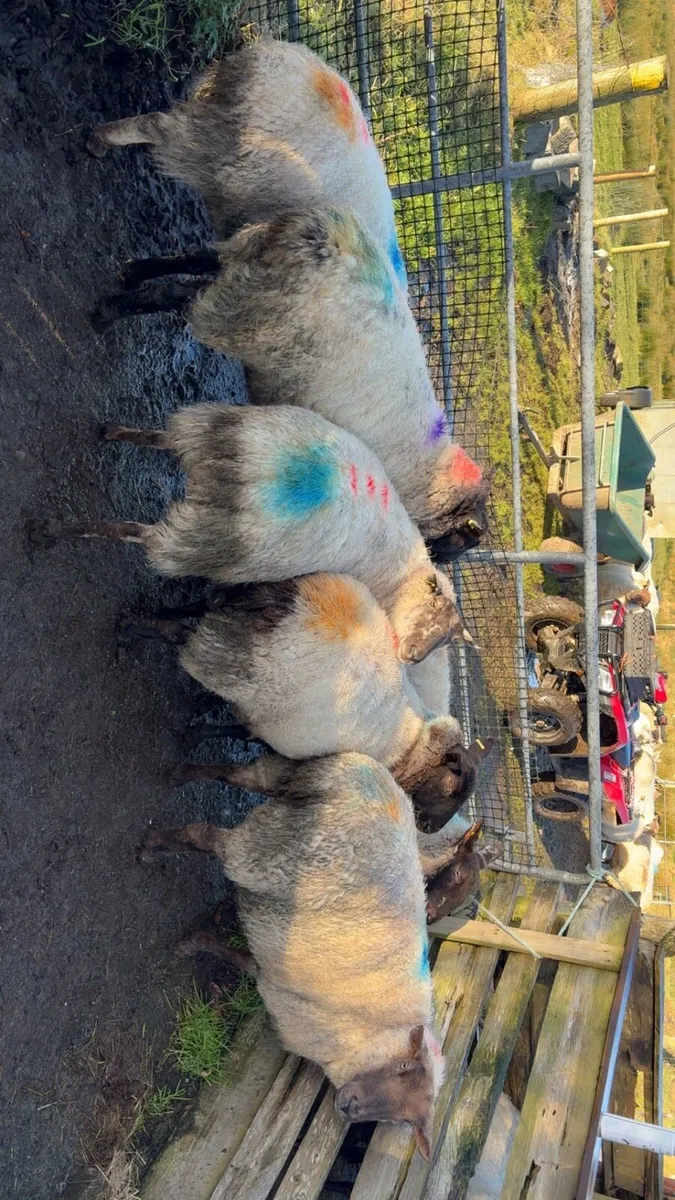 Sheep triplets - Image 2