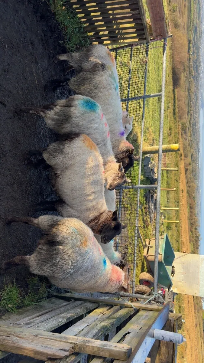 Sheep triplets - Image 3