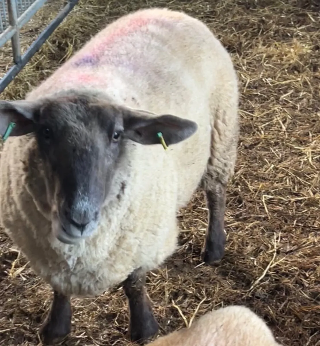 Foster ewe - Image 1