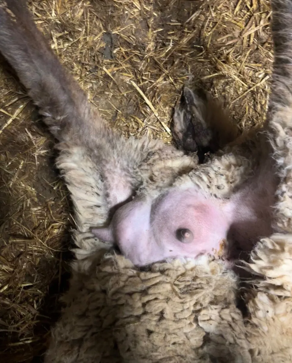 Foster ewe - Image 2