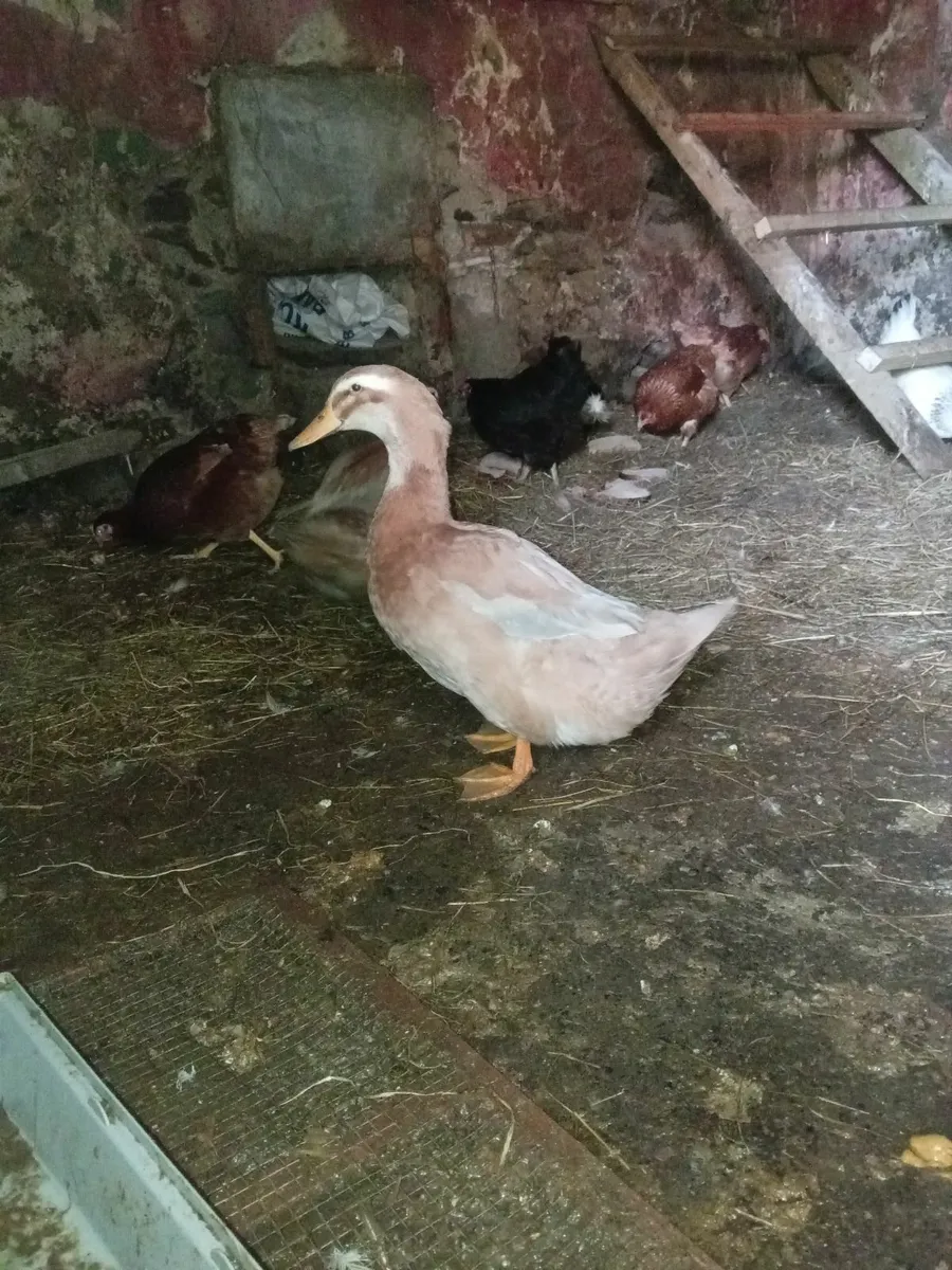 Saxony Duck for sale - Image 4