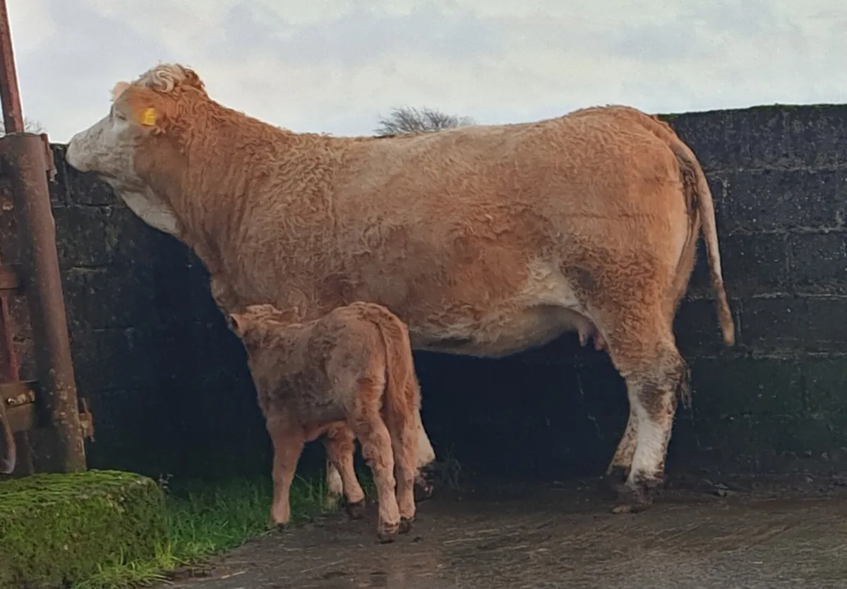 Heifer and calf - Image 1