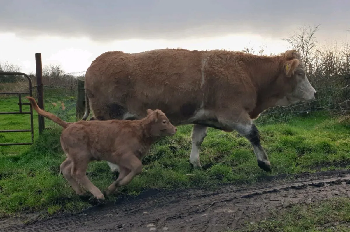 Heifer and calf - Image 2