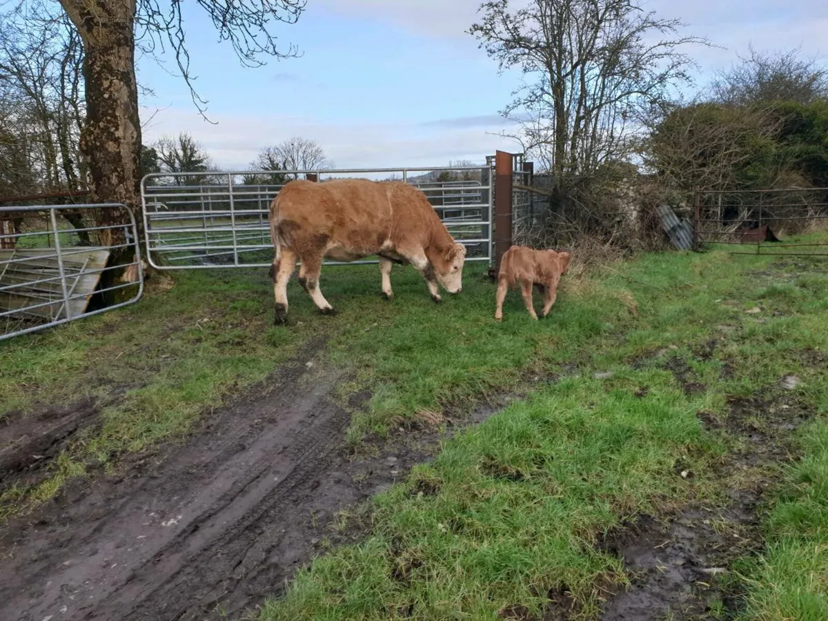 Heifer and calf - Image 3