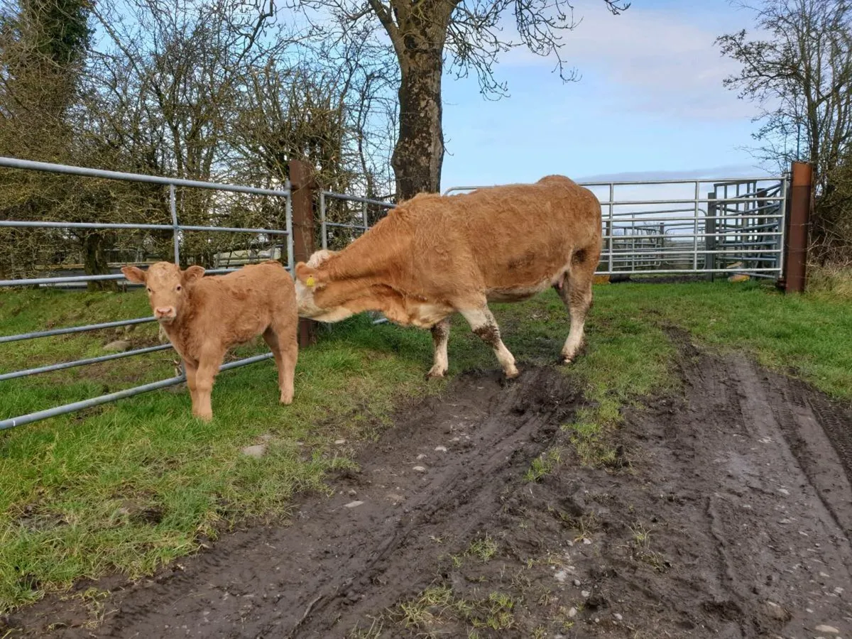 Heifer and calf - Image 4