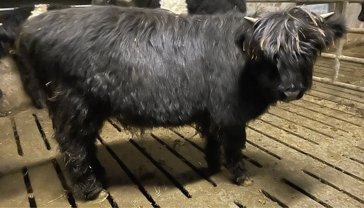 Pedigree Reg Highland Heifer - Image 3