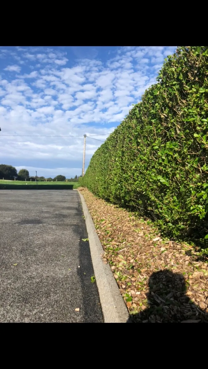 Mature Bare root hedging - Image 1