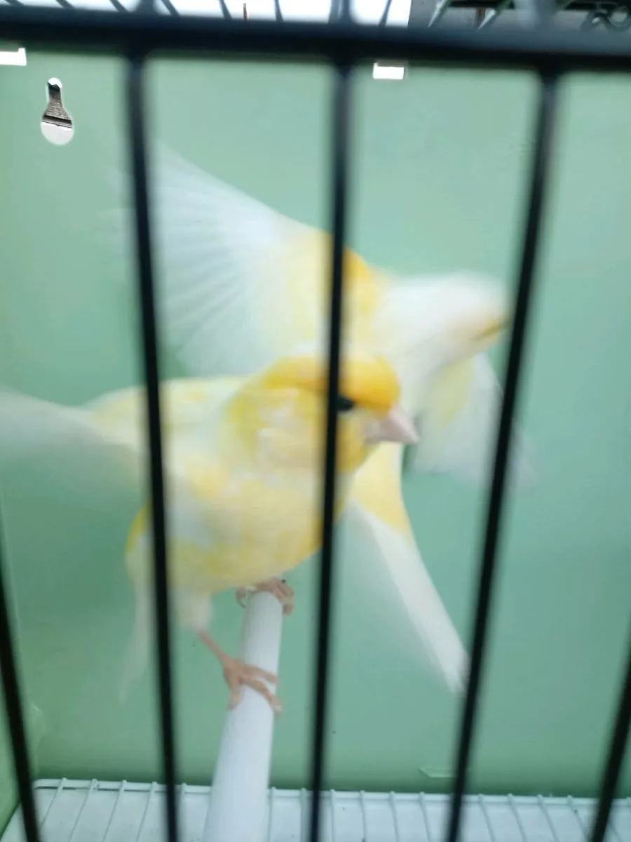 Dimorphics - Image 1