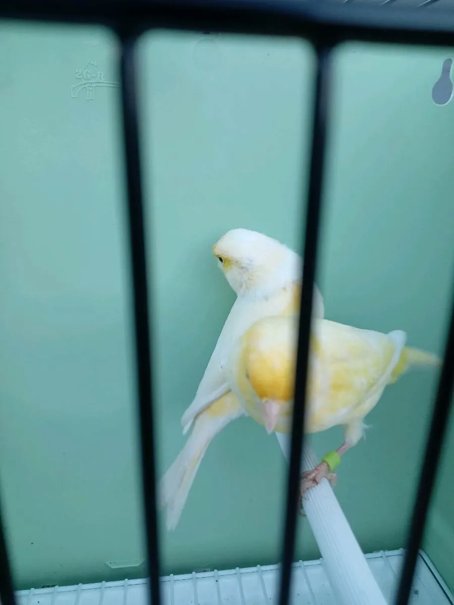 Dimorphics - Image 2