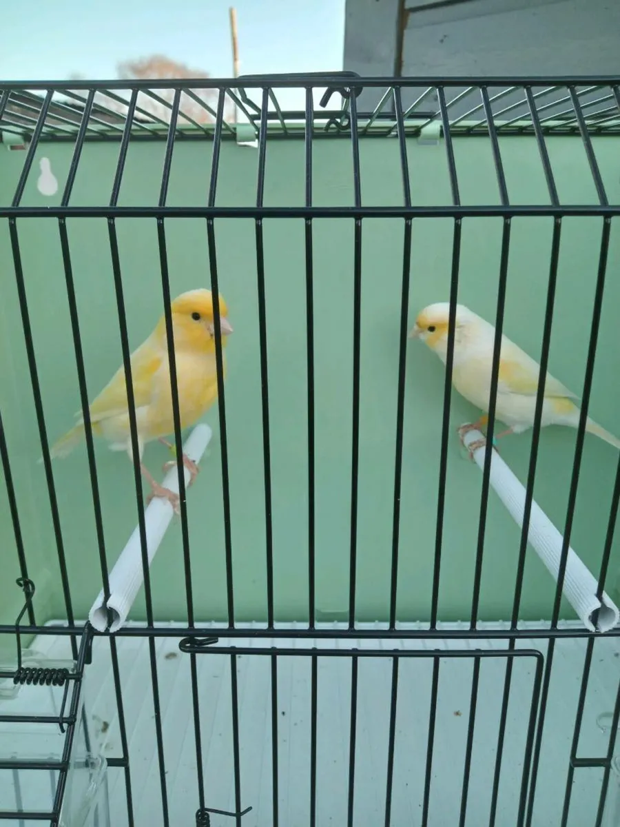 Dimorphics - Image 3