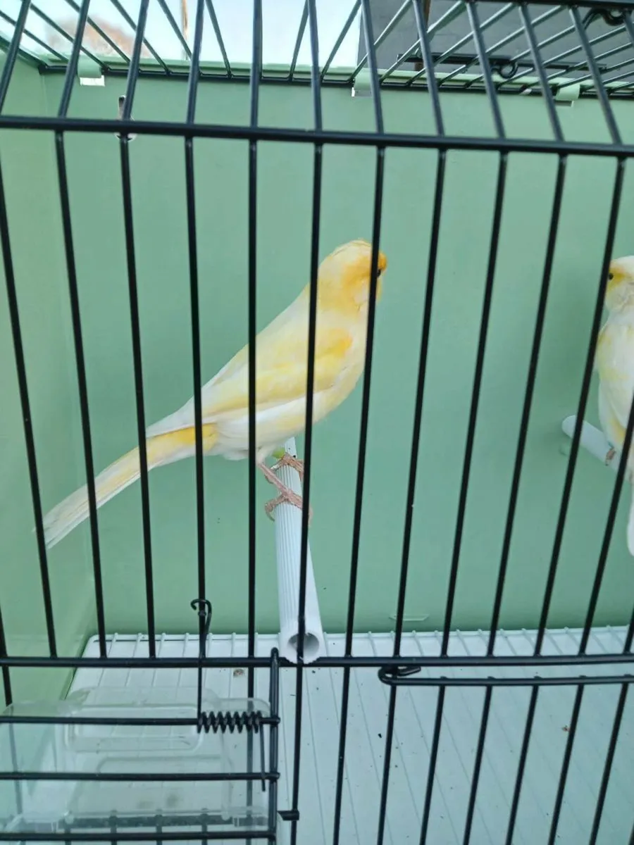 Dimorphics - Image 4