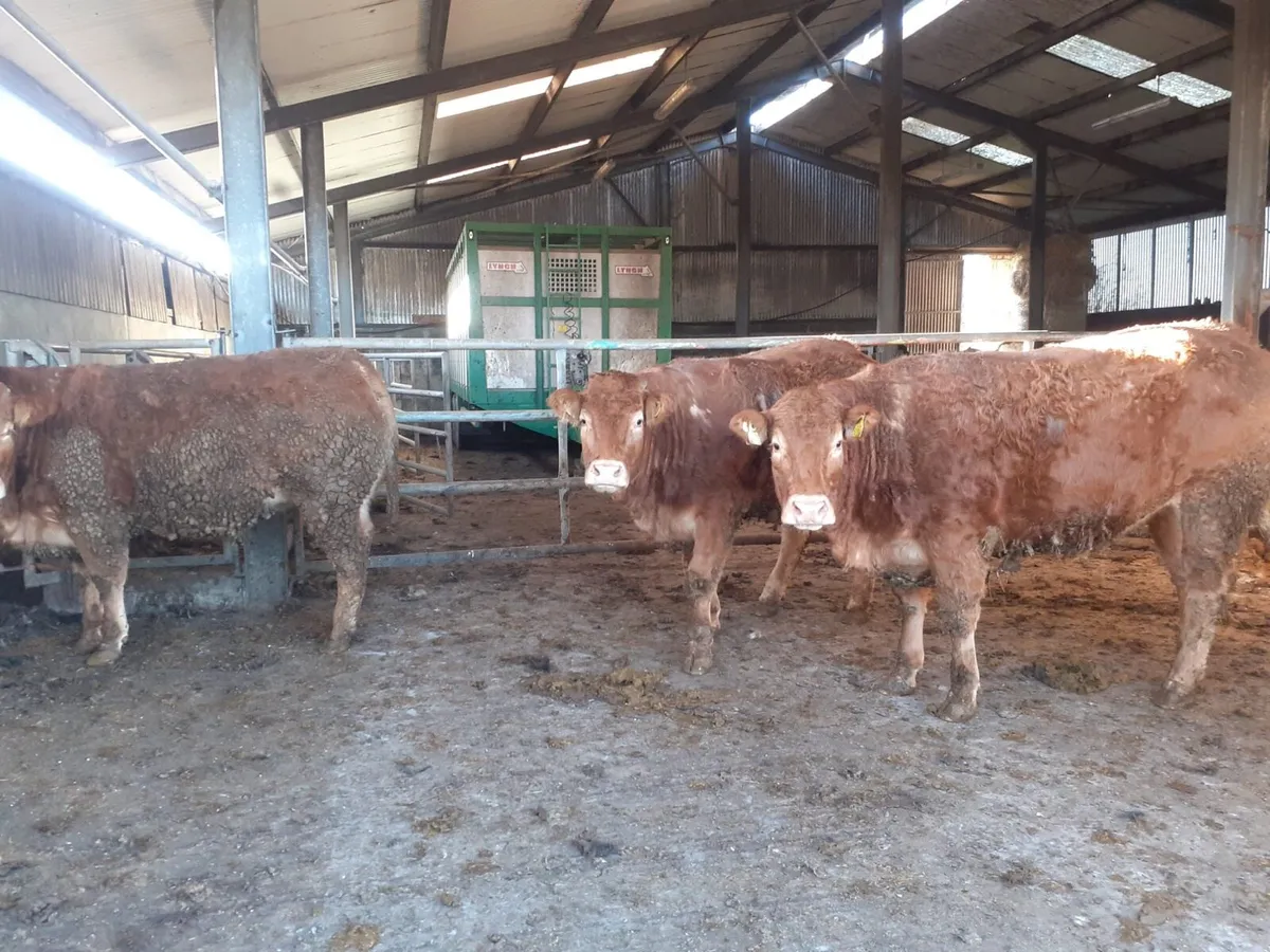 PBR Limousin Heifers - Image 1