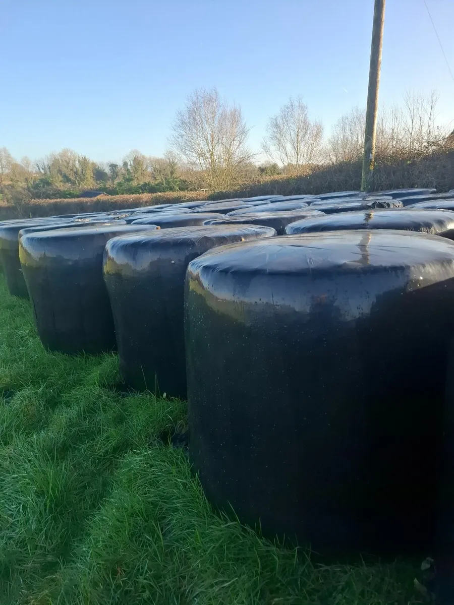 Silage bales - Image 1