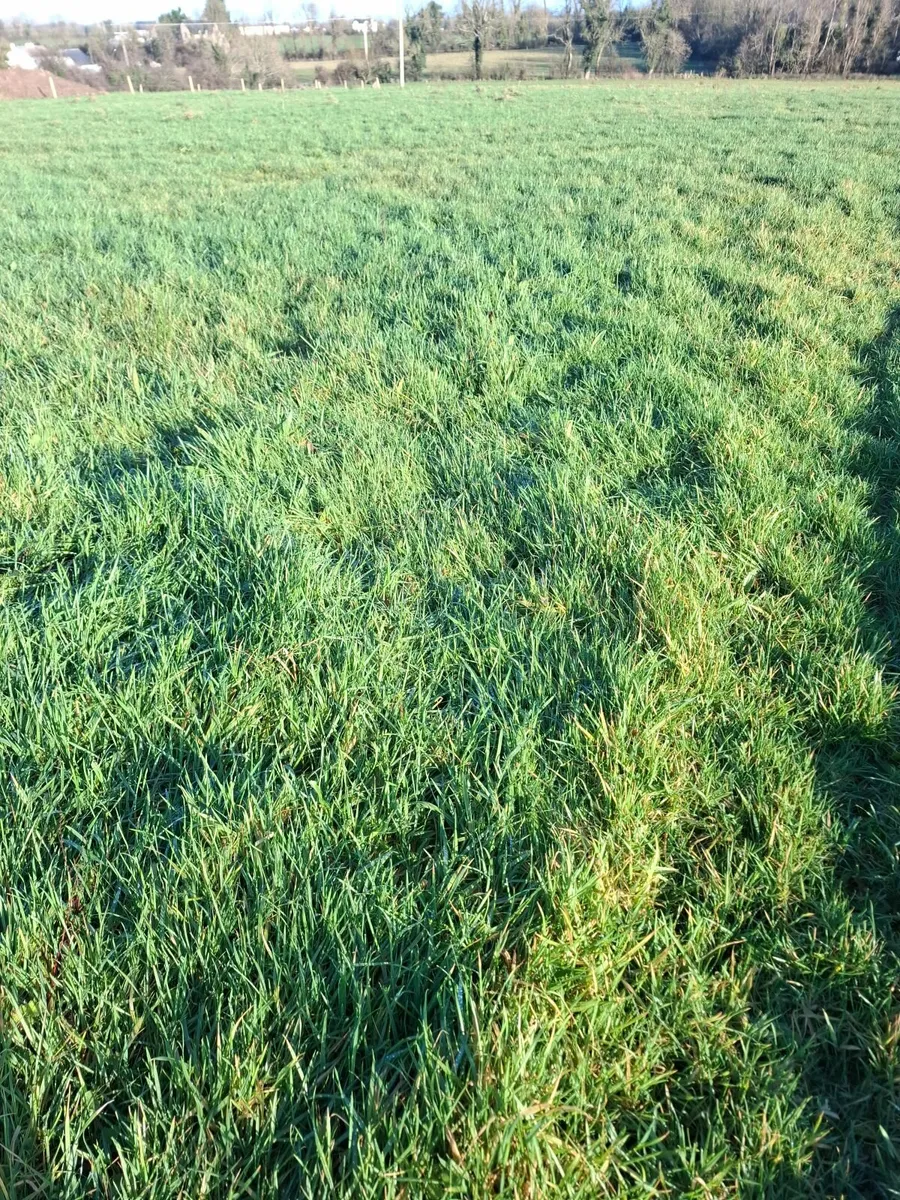 Silage bales - Image 2