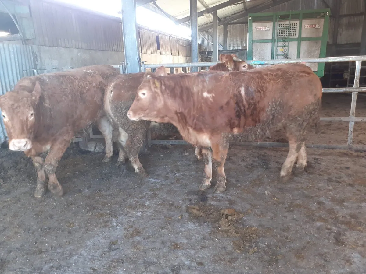 PBR Limousin Heifers - Image 2