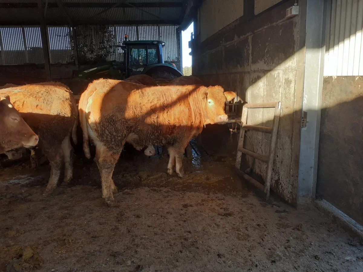 PBR Limousin Heifers - Image 3