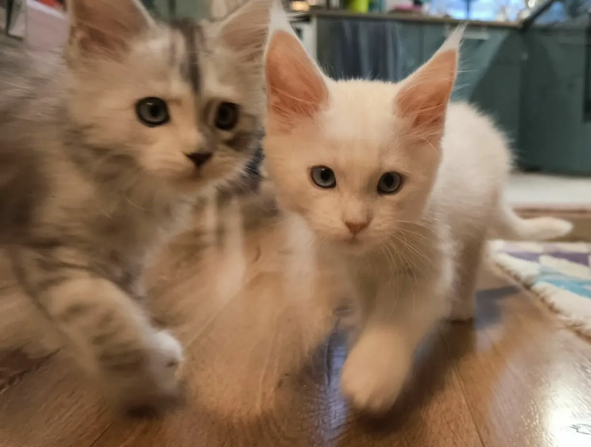 Maine Coon kittens - Image 2