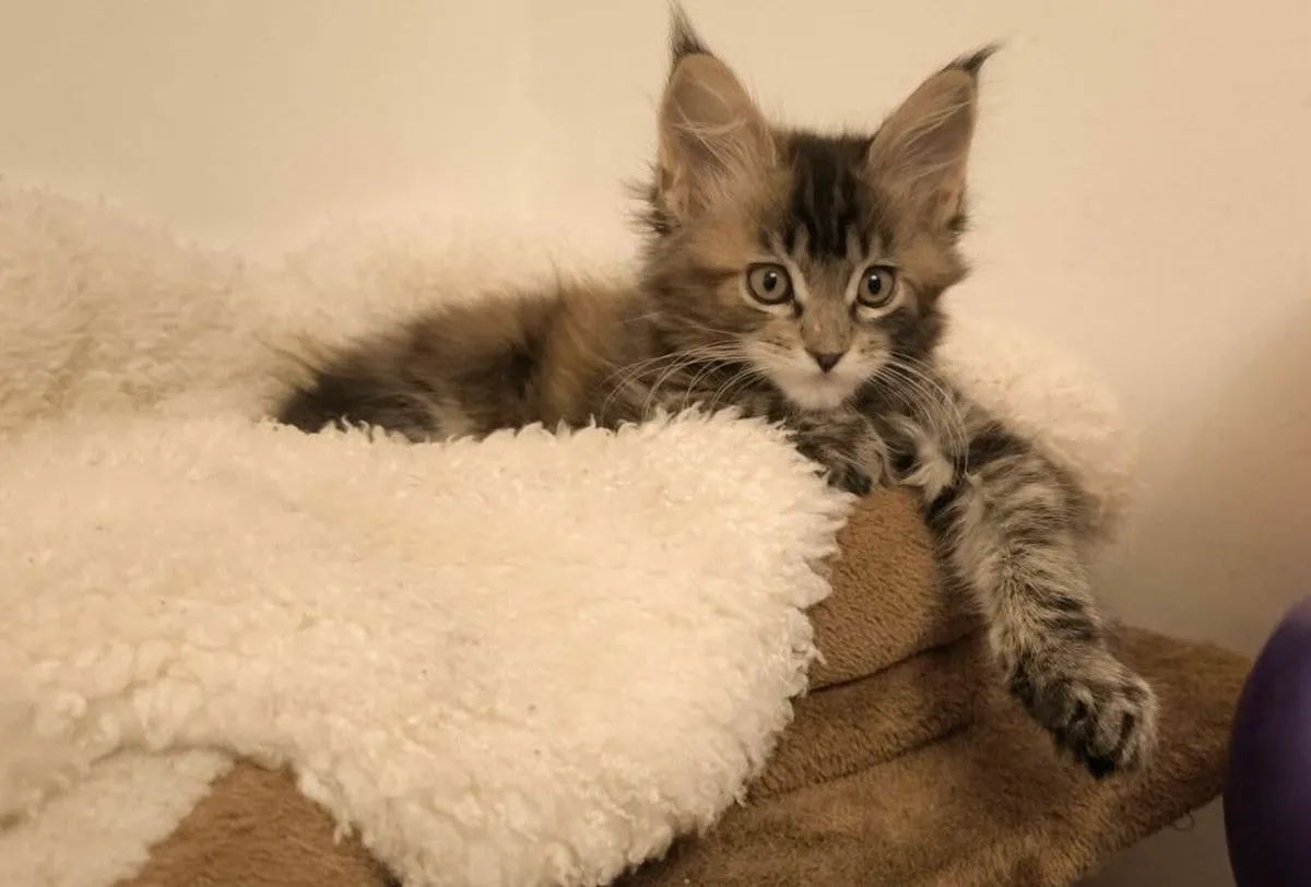Maine Coon kittens - Image 3