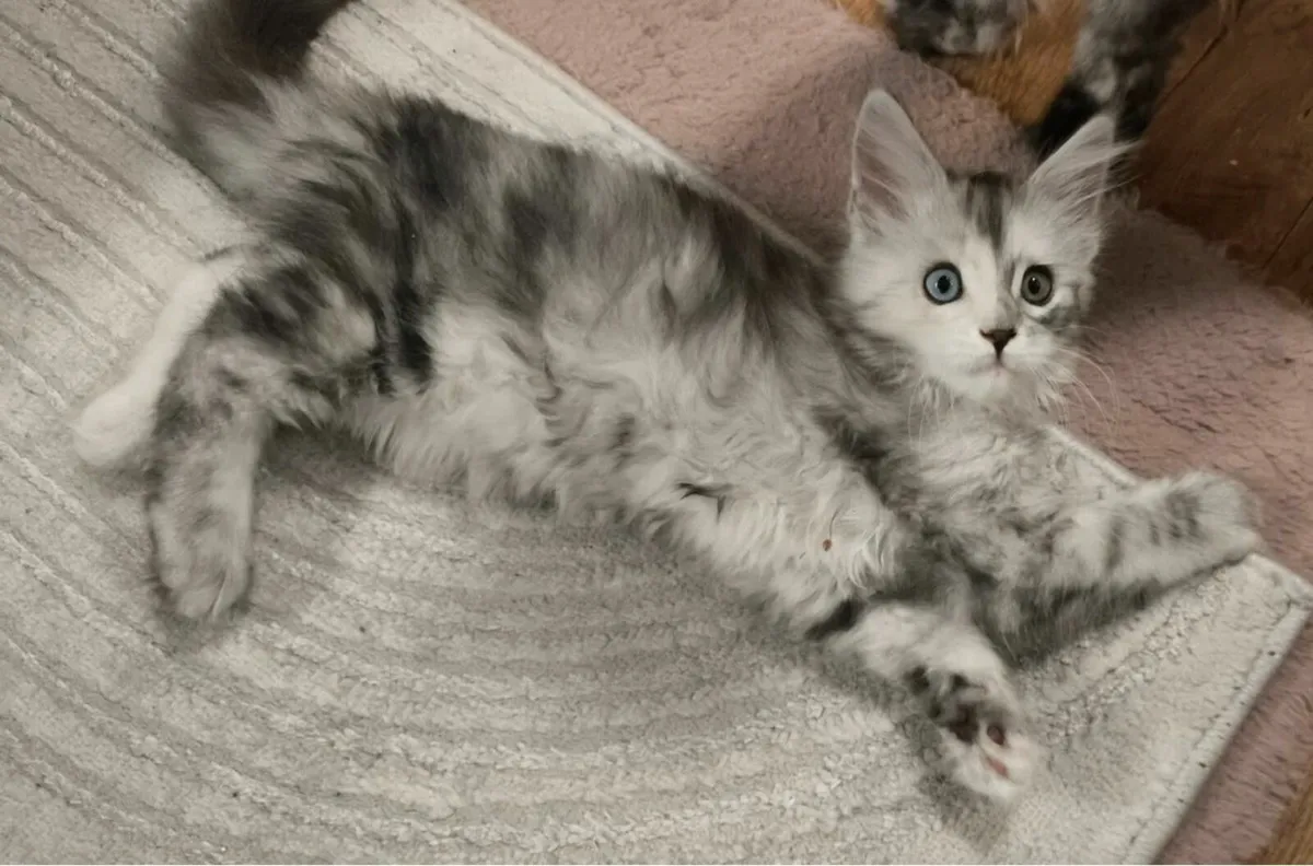 Maine Coon kittens - Image 4