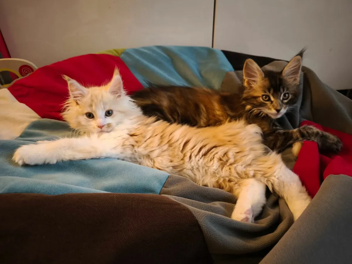 Maine Coon kittens - Image 1