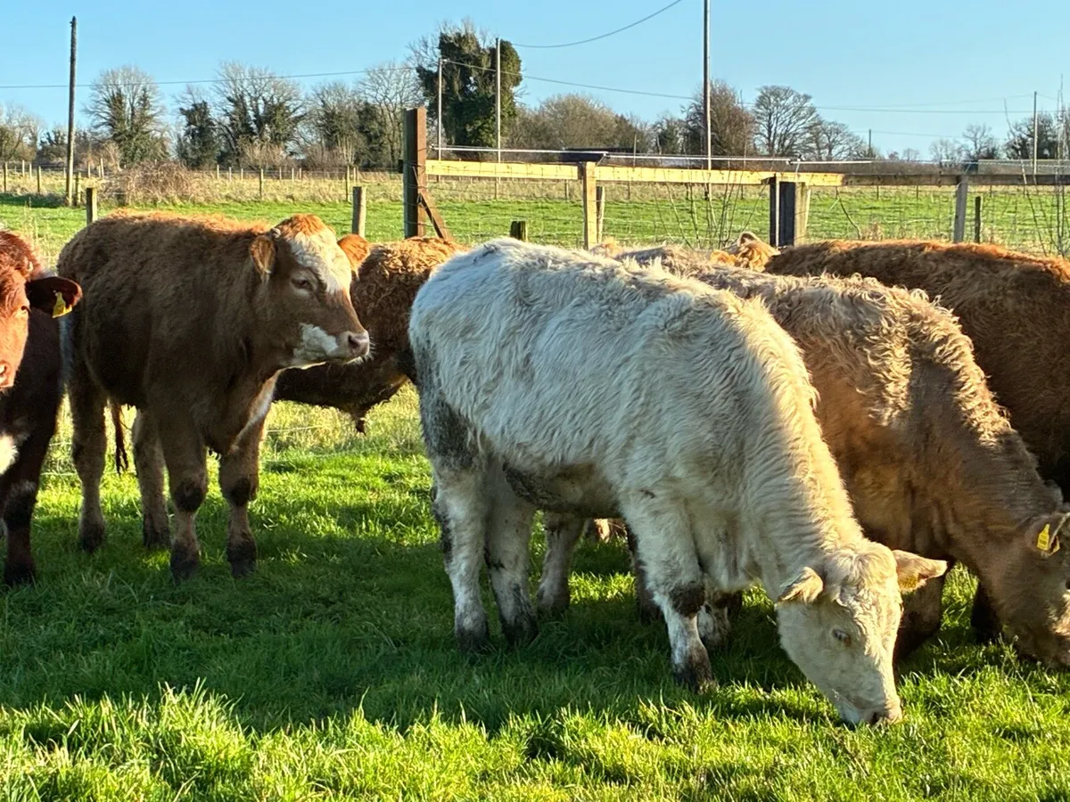 10 smashing outlying charloais bullocks for sale - Image 1