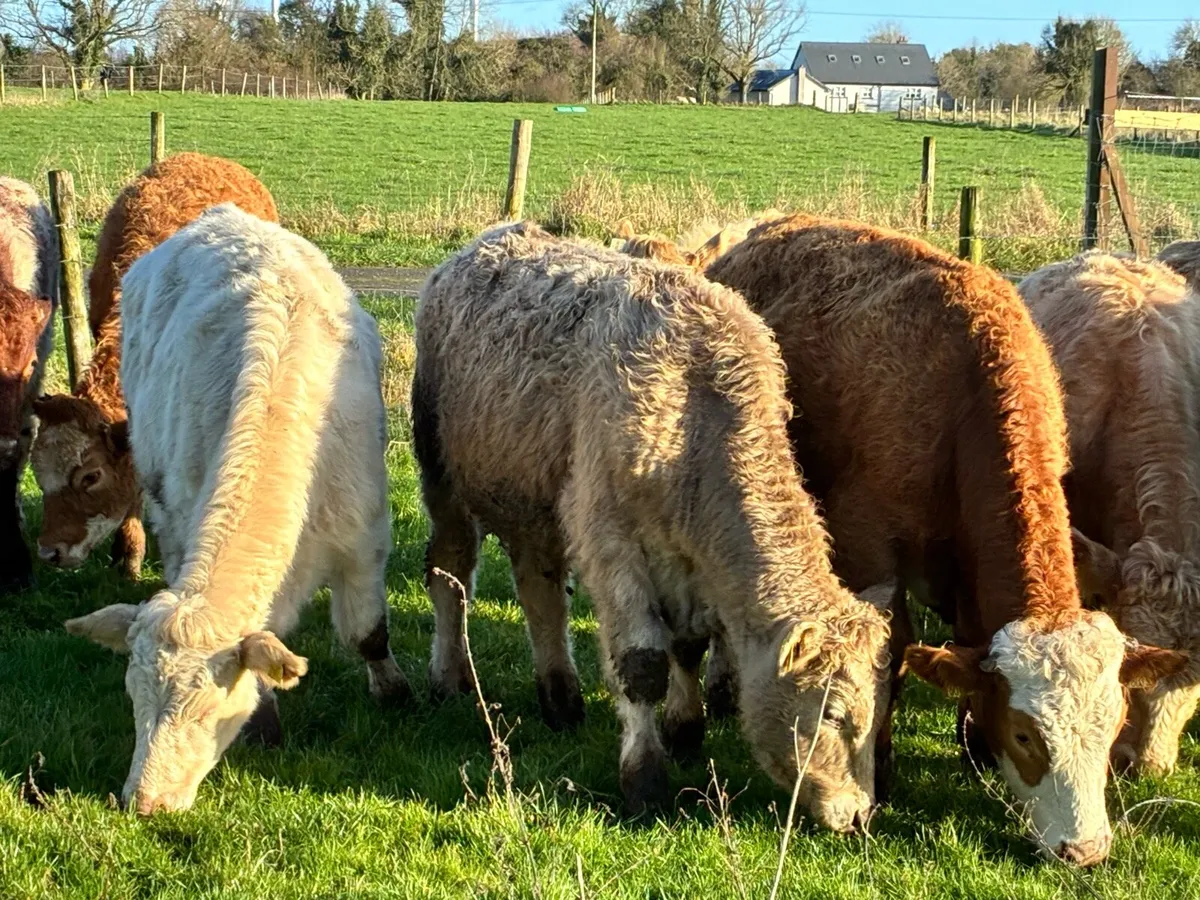 10 smashing outlying charloais bullocks for sale - Image 2