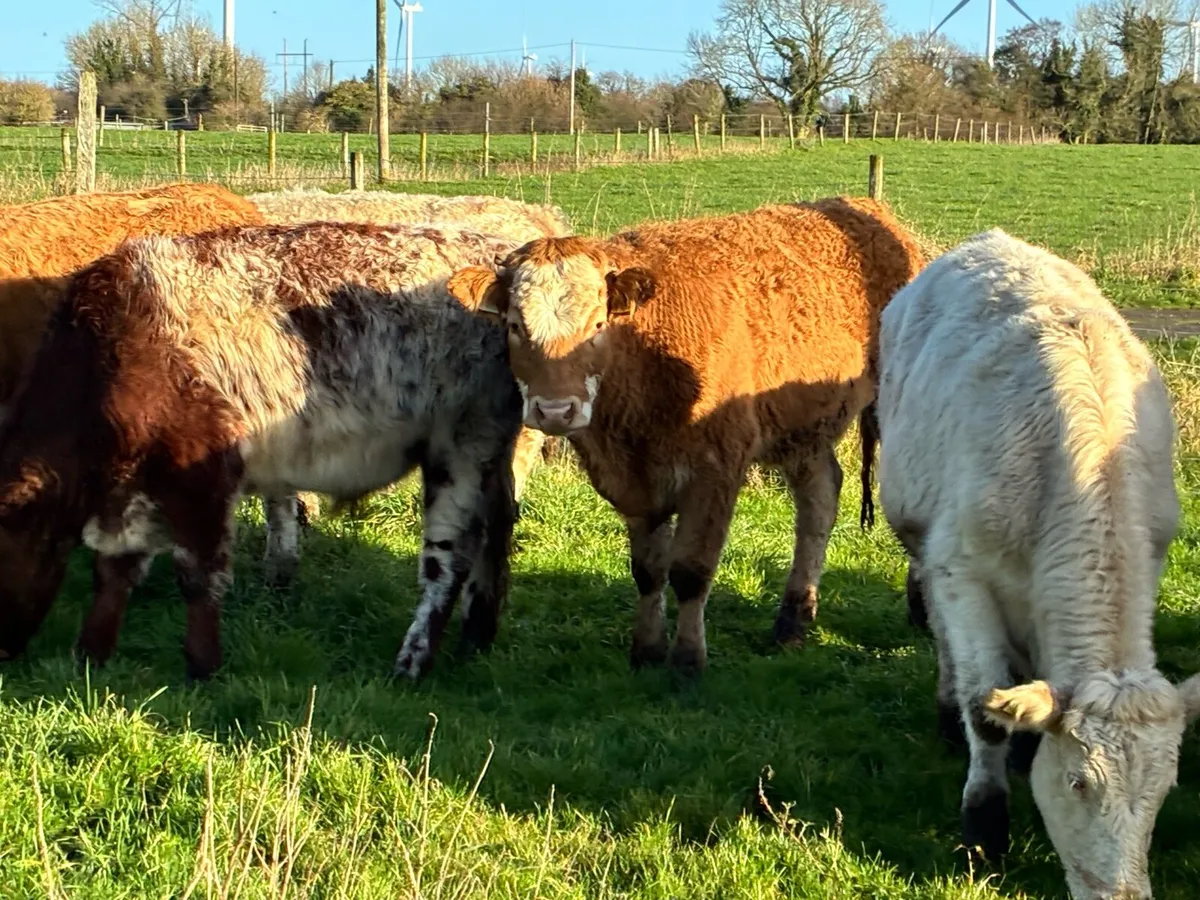 10 smashing outlying charloais bullocks for sale - Image 3