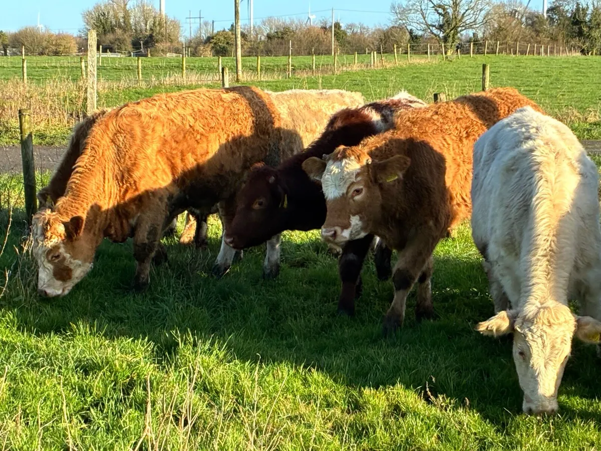 10 smashing outlying charloais bullocks for sale - Image 4