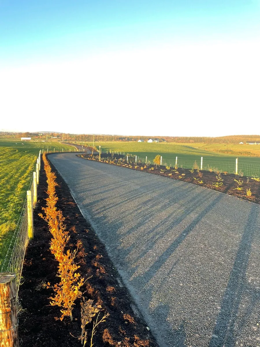 Bareroot planting - Image 1