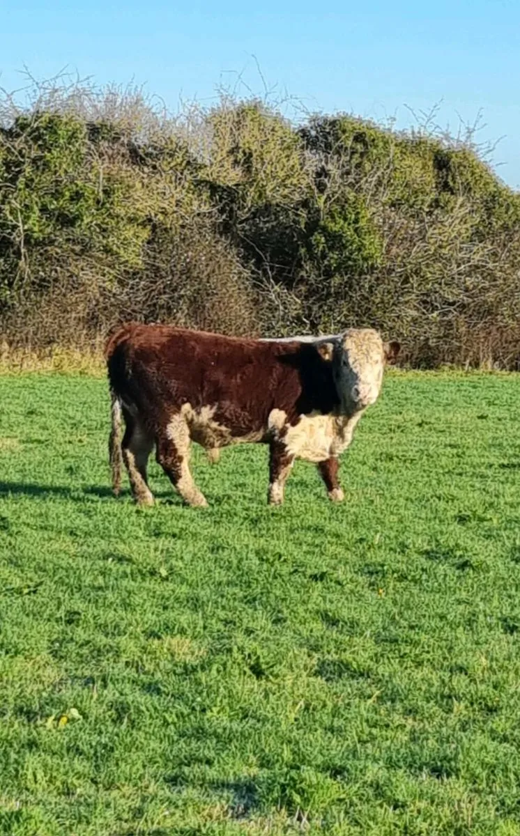 pedigree Hereford bull - Image 1